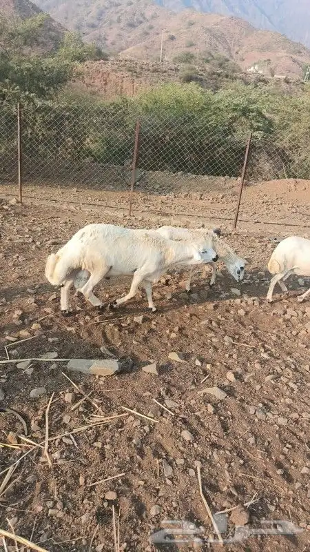 للبيع فحل حري حار مشروط 1