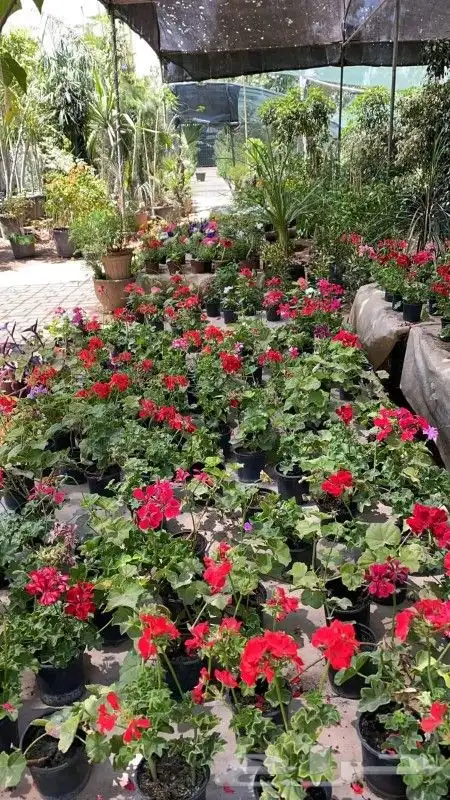 يوجد جميع انواع الاشجار والنباتات يوجد تيل طبيعي يوجد صيانية 4