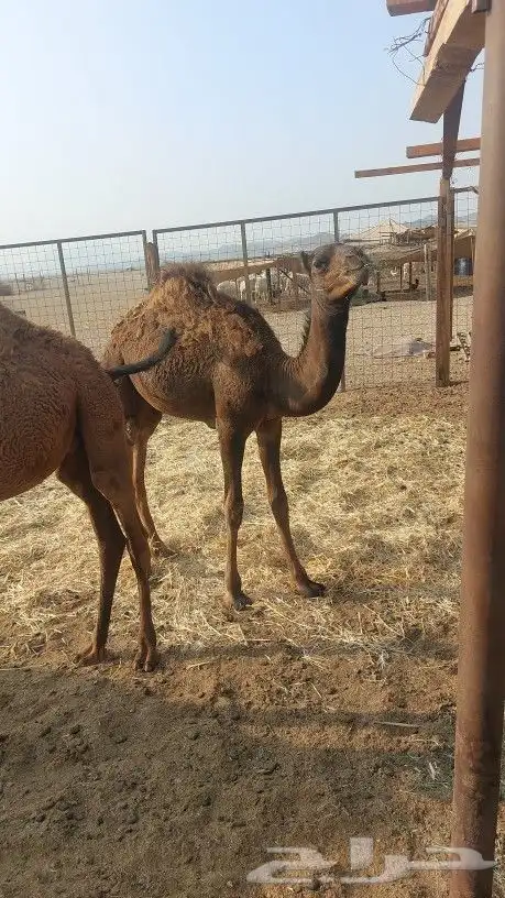 بكره على حليب وبرسم 1