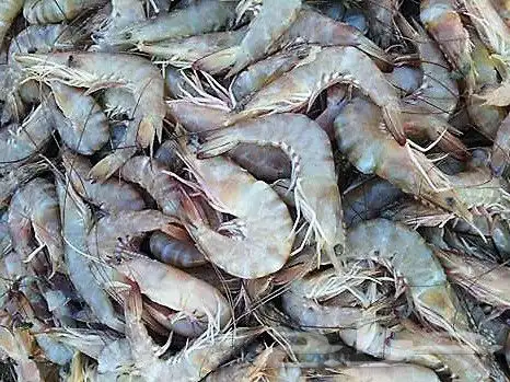 متوفر لدي جميع أنواع الأسماك ويوجد توصيل إلى الرياض 4