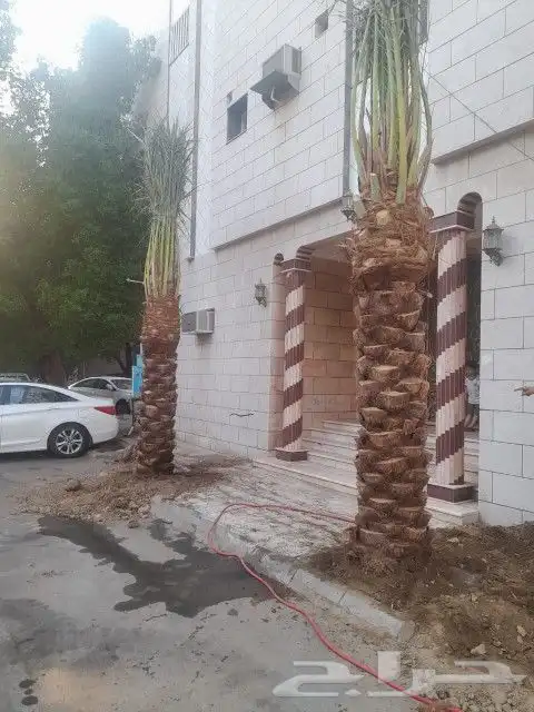 نخل للبيع بجميع انواعه وكافت مقاساته 3