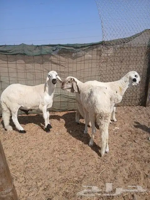 ذبايح سواكن في ثول 0