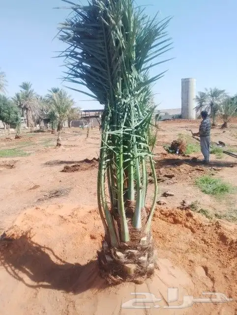 يوجد لدينا جميع انواع النخيل ونقوم بتركيب الشبوك 4