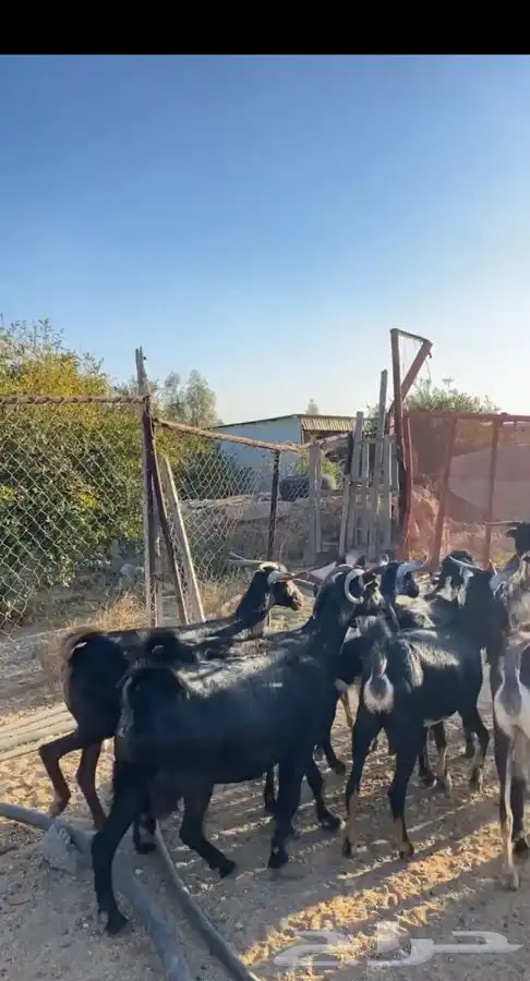 معزا حووو دفع 0