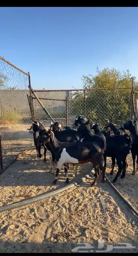 معزا حووو دفع 1