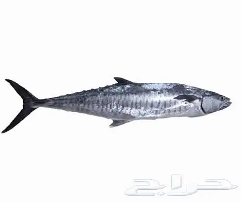 متوفر لدي جميع أنواع الأسماك ويوجد توصيل إلى الرياض 5