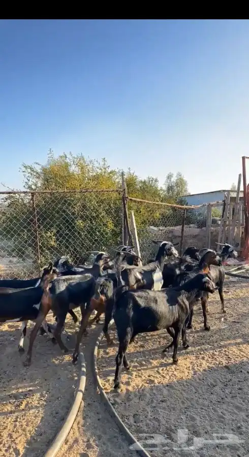 معزا حووو دفع 3