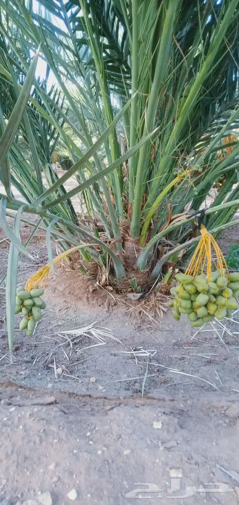 جثايث وفسايل القصيم 1