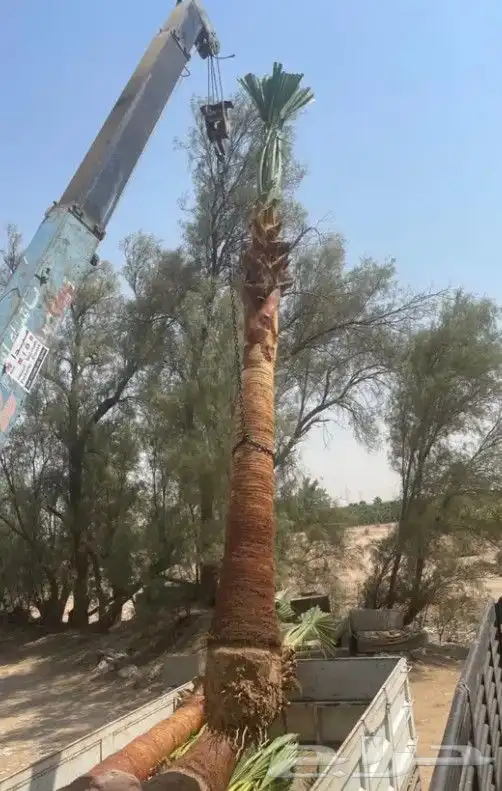 نخل للبيع خلاص صقعي برحي سكري شيشي واشنطني وفسايل وفروخ 10