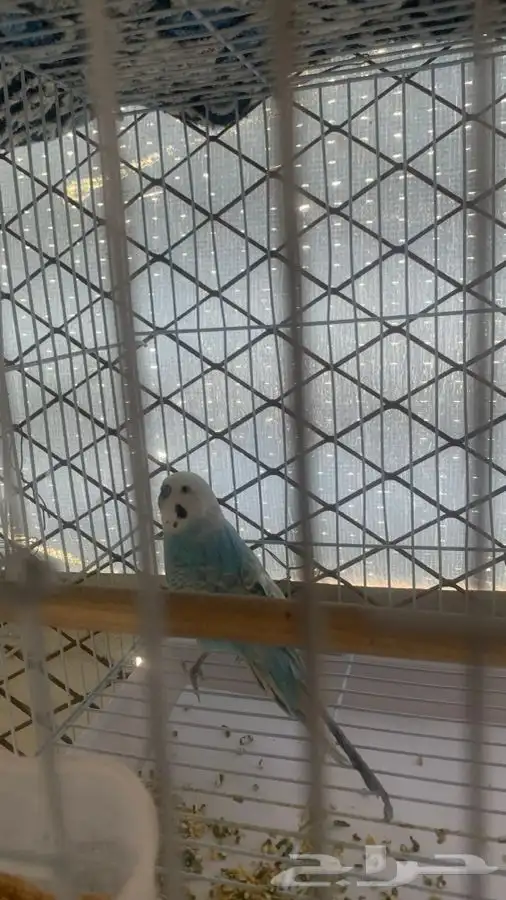 عصافير الحب ( البادجي ) 2