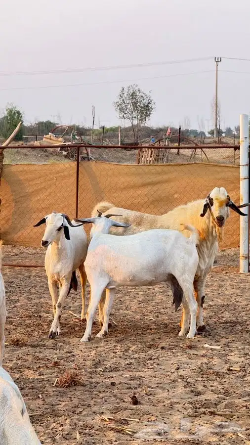 تيس بيشي صنف 4