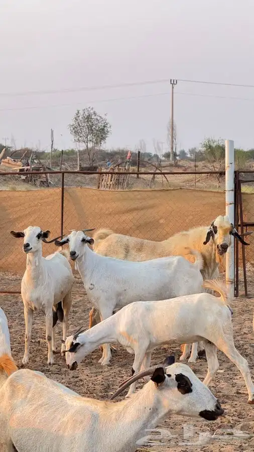 تيس بيشي صنف 2