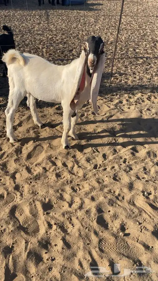 تيس هولندي مشروع فحل 0