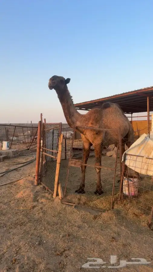 قعود اصفر حق 0