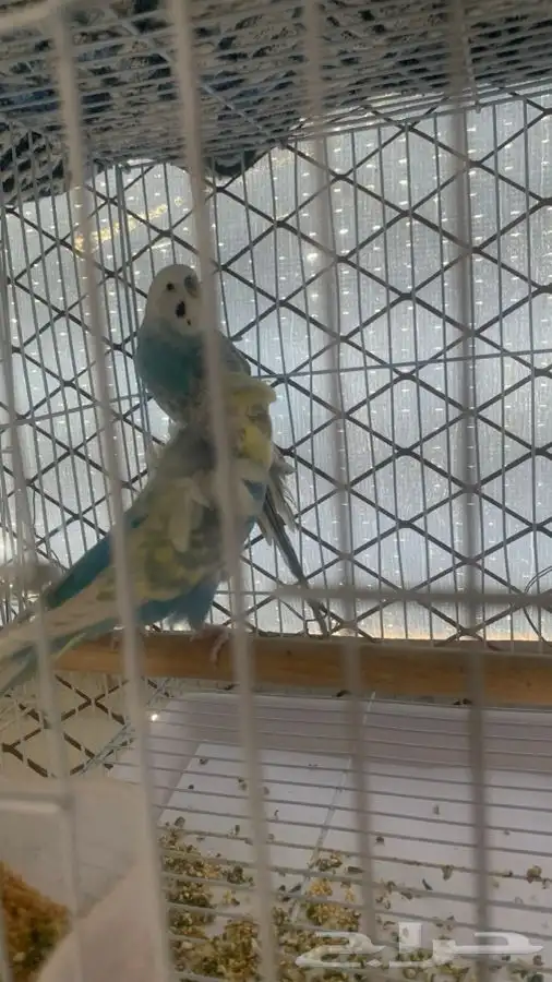 عصافير الحب ( البادجي ) 0