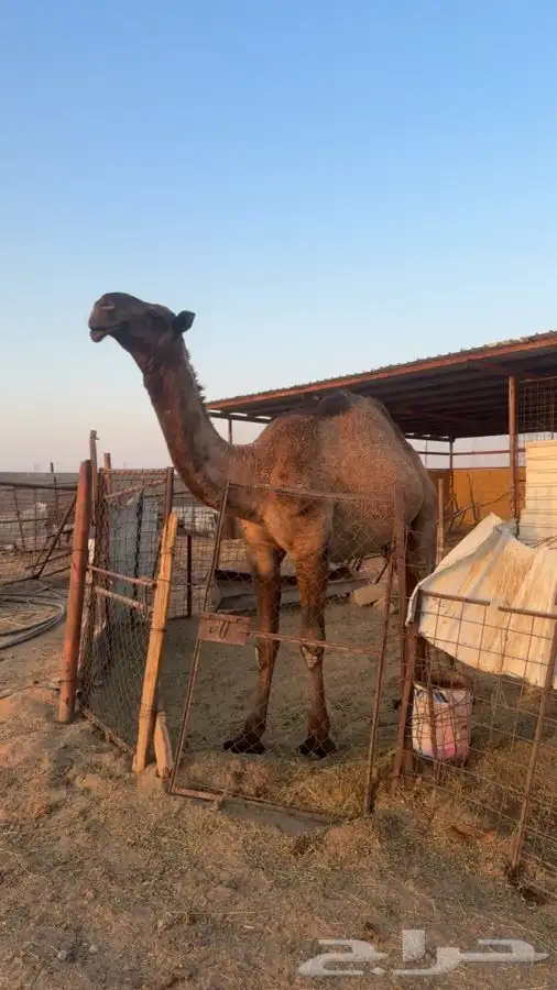 قعود اصفر حق 2