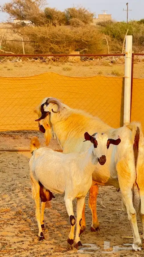 تيس بيشي صنف 3