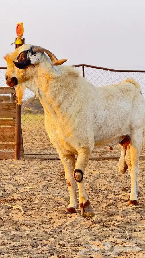 تيس بيشي صنف 6