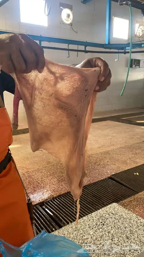 سواكني ورفيدي وبرابر مرابي 6 شهور 16