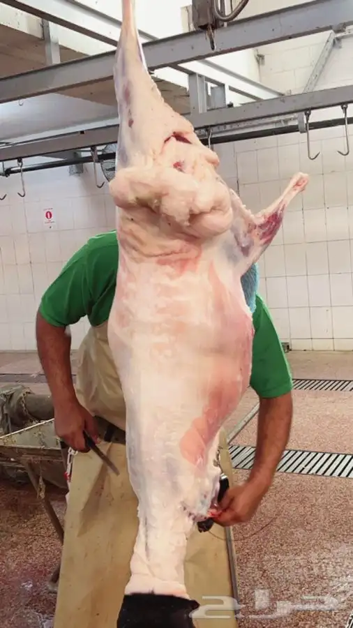 سواكني ورفيدي وبرابر مرابي 6 شهور 18