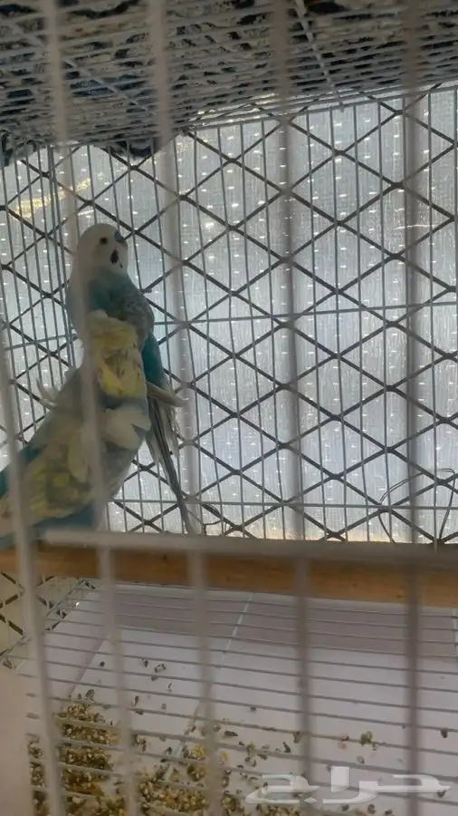 عصافير الحب ( البادجي ) 1