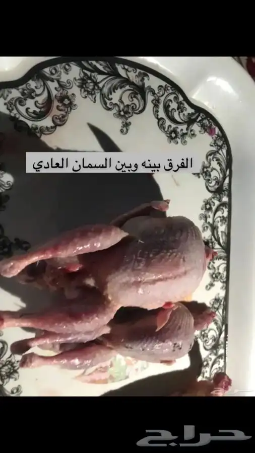 سمان تكساس العملاق بياض 1