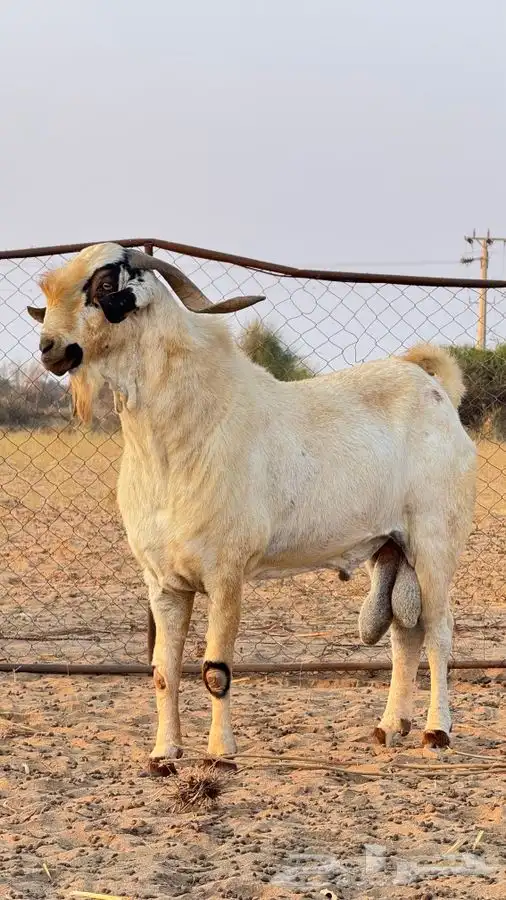 تيس بيشي صنف 5