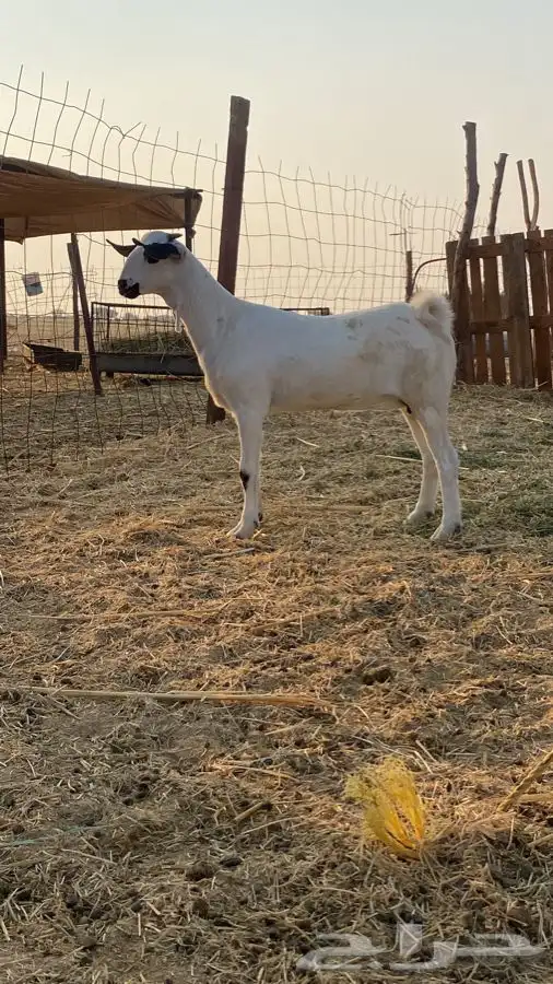 حفرة بيشيه صنف 4