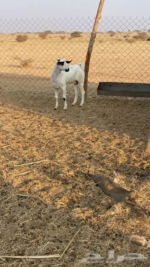 حفرة بيشيه صنف 2