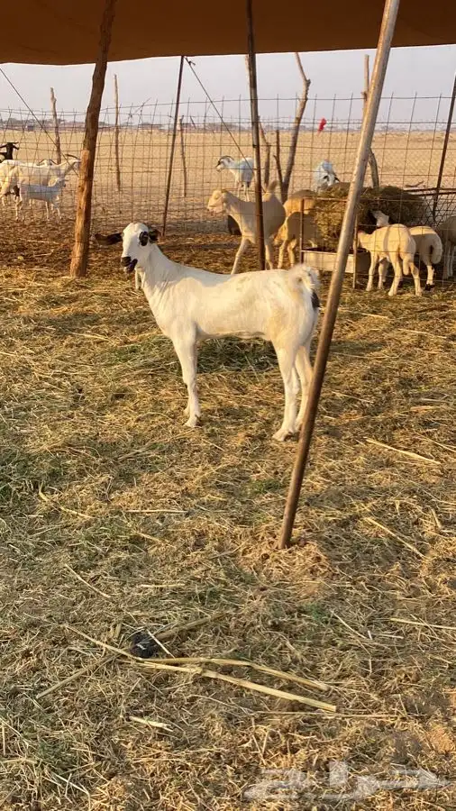 حفرة بيشيه صنف 3