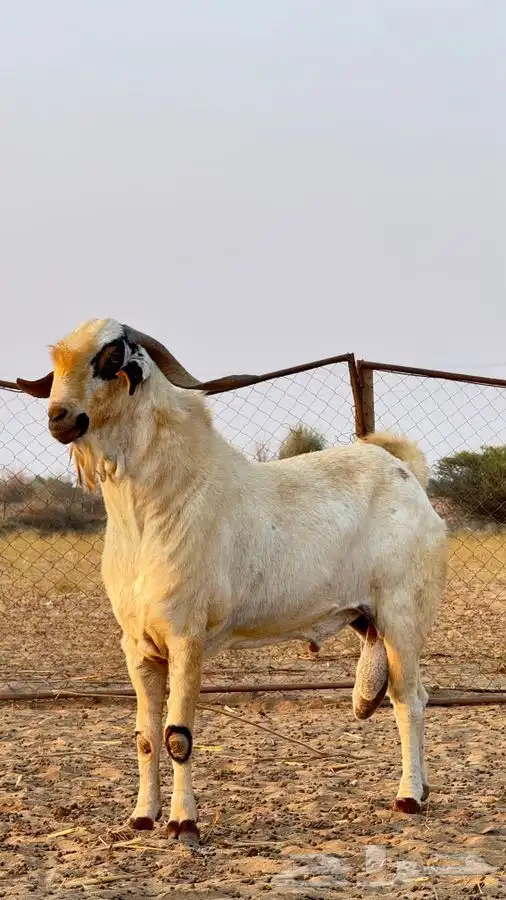 تيس بيشي صنف 1