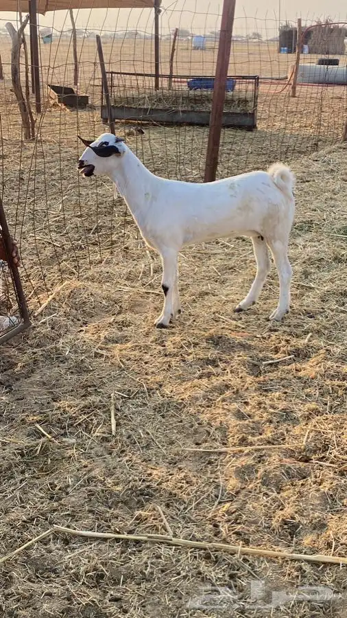 حفرة بيشيه صنف 1