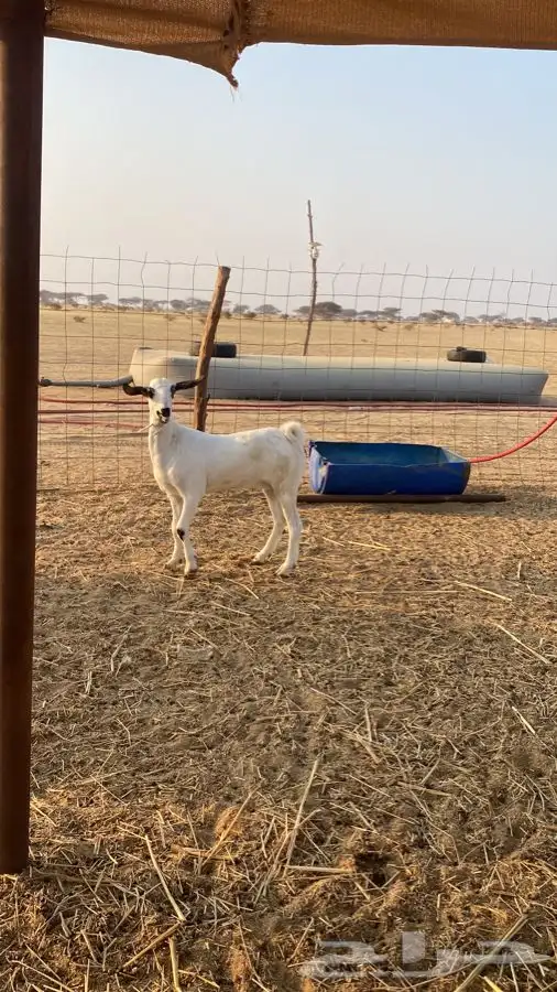 حفرة بيشيه صنف 0