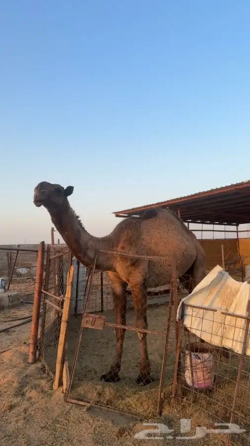 قعود اصفر حق 1