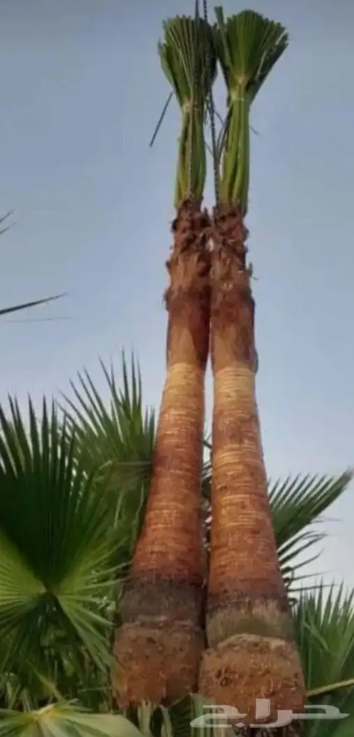 نخل للبيع خلاص صقعي برحي سكري شيشي واشنطني وفسايل وفروخ 13