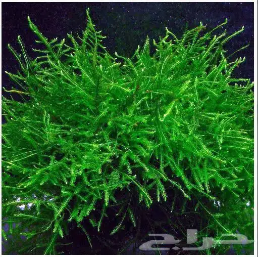 نباتات مائية ( جافا موس ) Java Moss 0