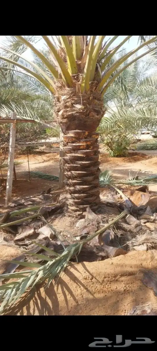 التوريد النخيل صقعي اخلاص سكري برحي 0