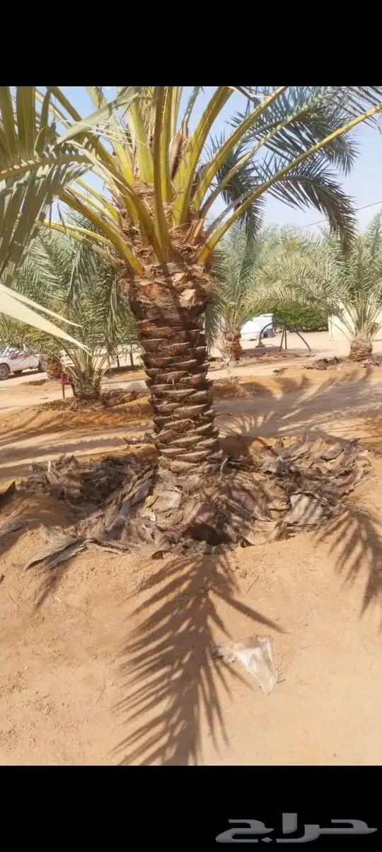 التوريد النخيل صقعي اخلاص سكري برحي 3