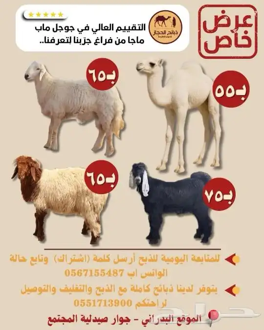 عرض كليو الحاشي 55 0