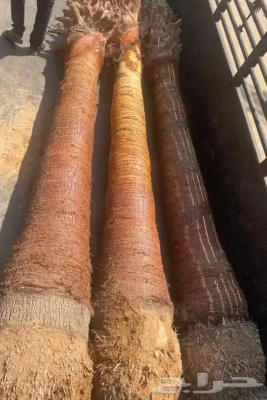 نخل للبيع خلاص صقعي برحي سكري شيشي واشنطني وفسايل وفروخ 9