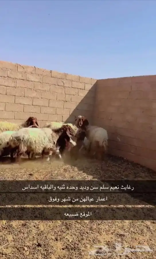 رغايث نعيم العدد 4 طيبات 0