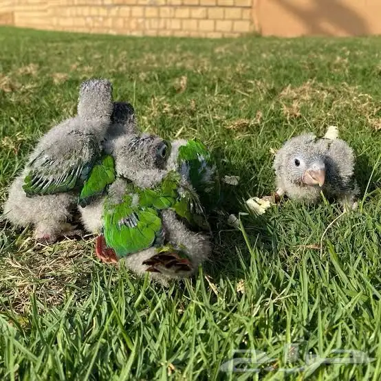 فروخ كروان روز كنيور 1