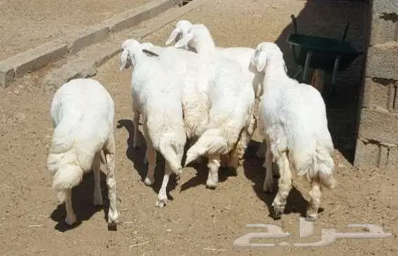 6 رخال صنف عالي من غنم شهران 0