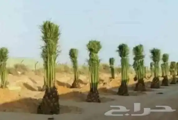 تركيب شبوك امنيه   وتوريد النخيل   وتركيب الحجر الطبيعي 7