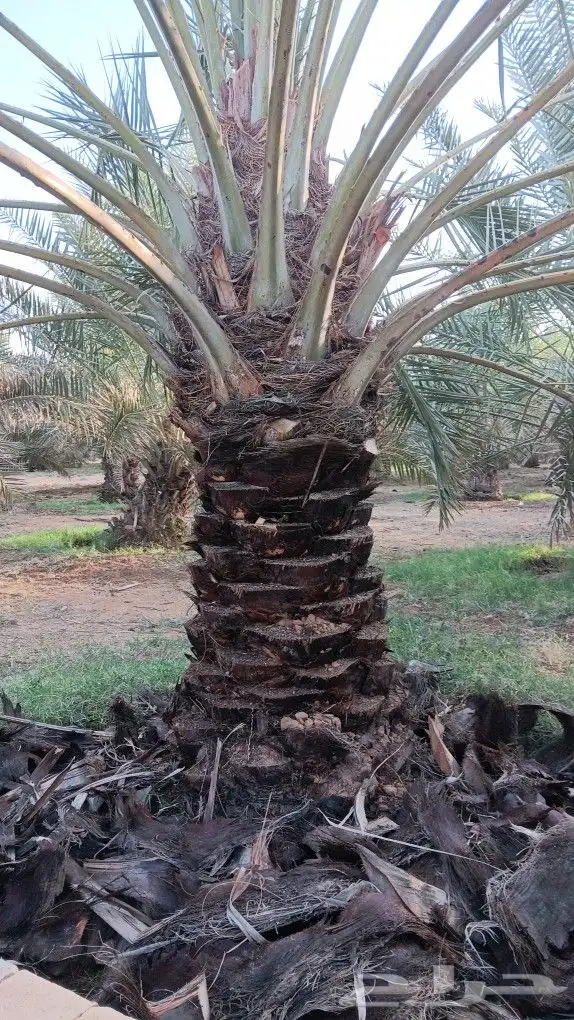 التوريد النخيل صقعي اخلاص سكري برحي 2
