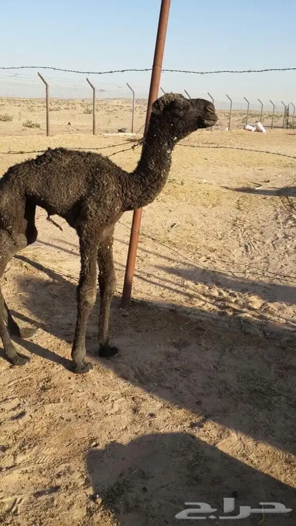 بعير احمرومنتج انتاجه مرفق معه صوره 2