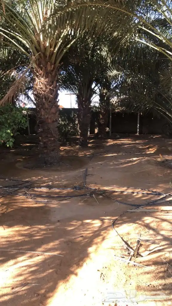 نخل للاجار 2