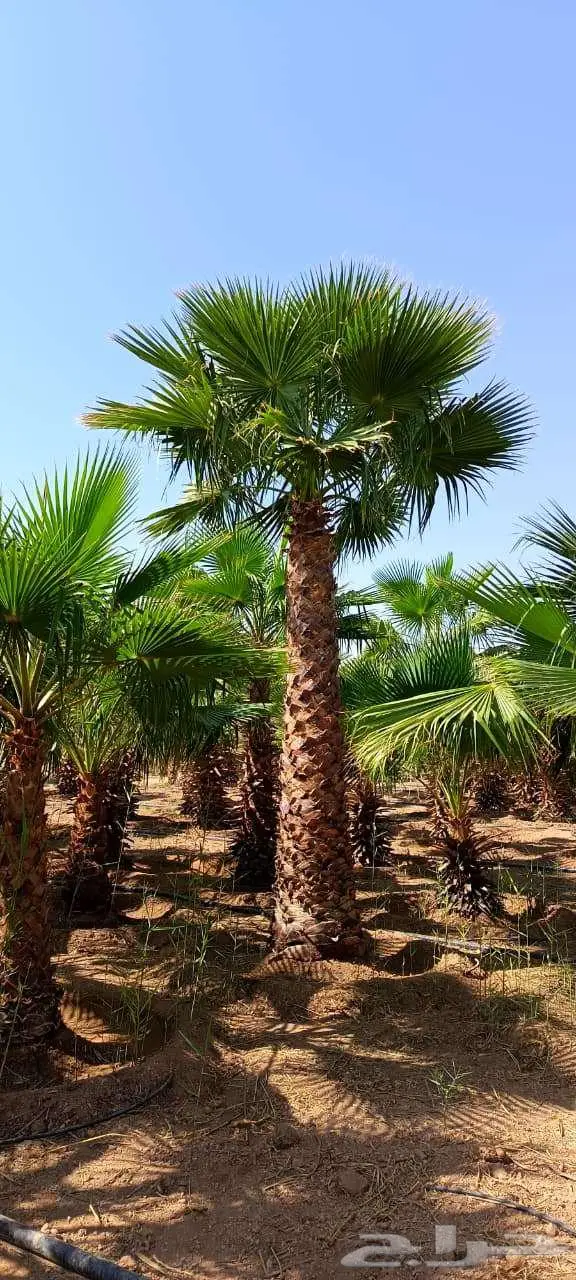 للبيع انخل 3