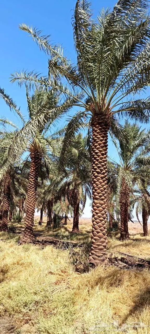 يتوفر لدنيا نخيل من 3متر لا 5متر 5