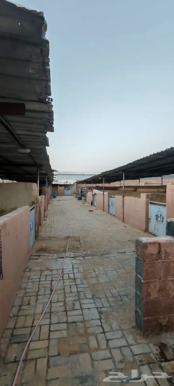 إيواء غرف خيل 2